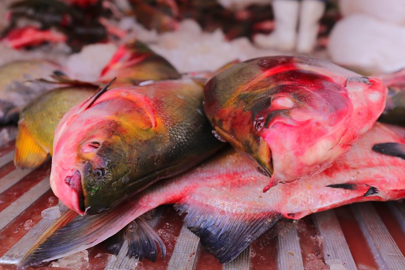 Peixes vendidos no AM estão contaminados por mercúrio, aponta estudo