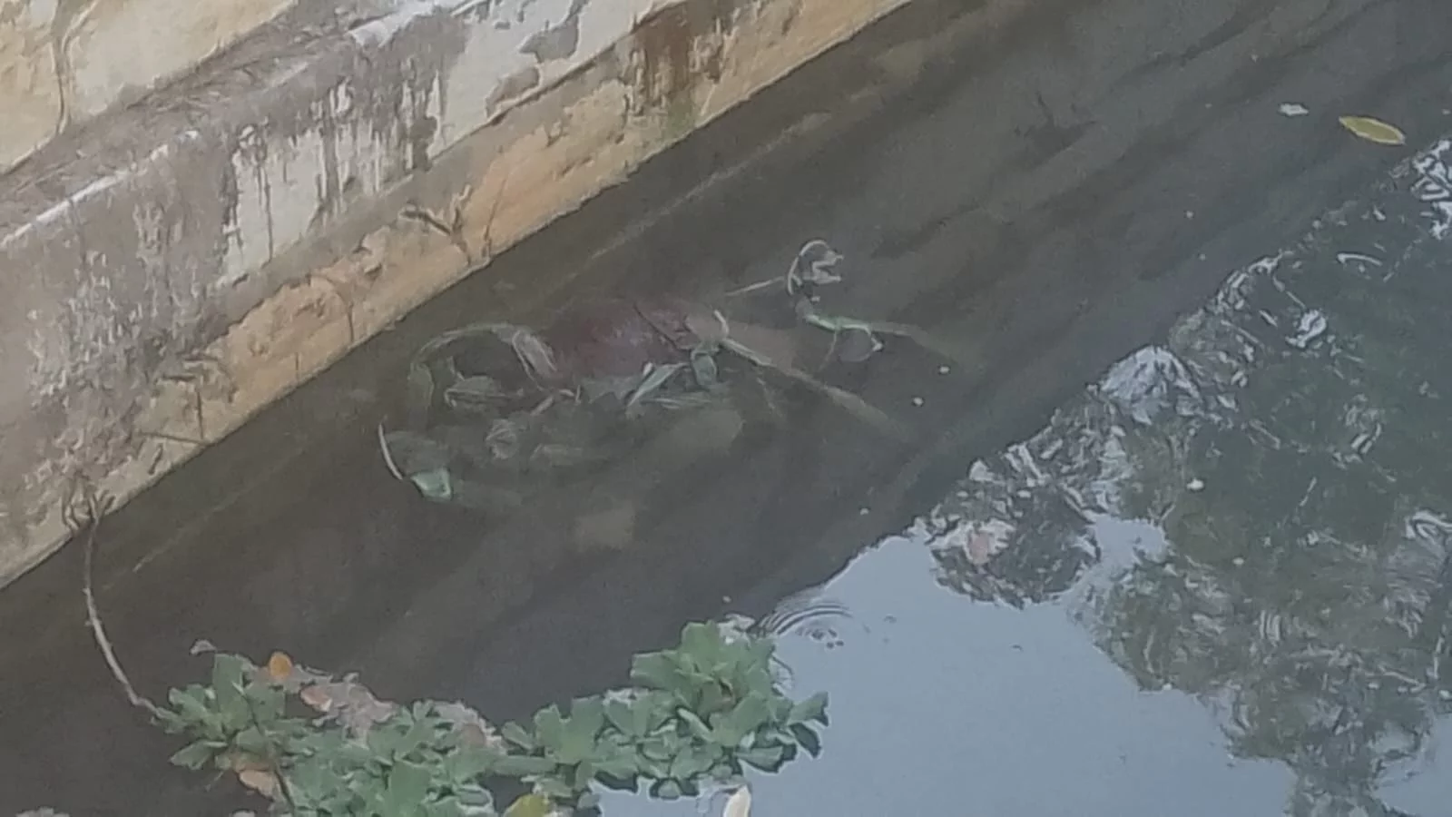 Vídeo: Jovem é amarrado, assassinado e jogado em igarapé de Manaus