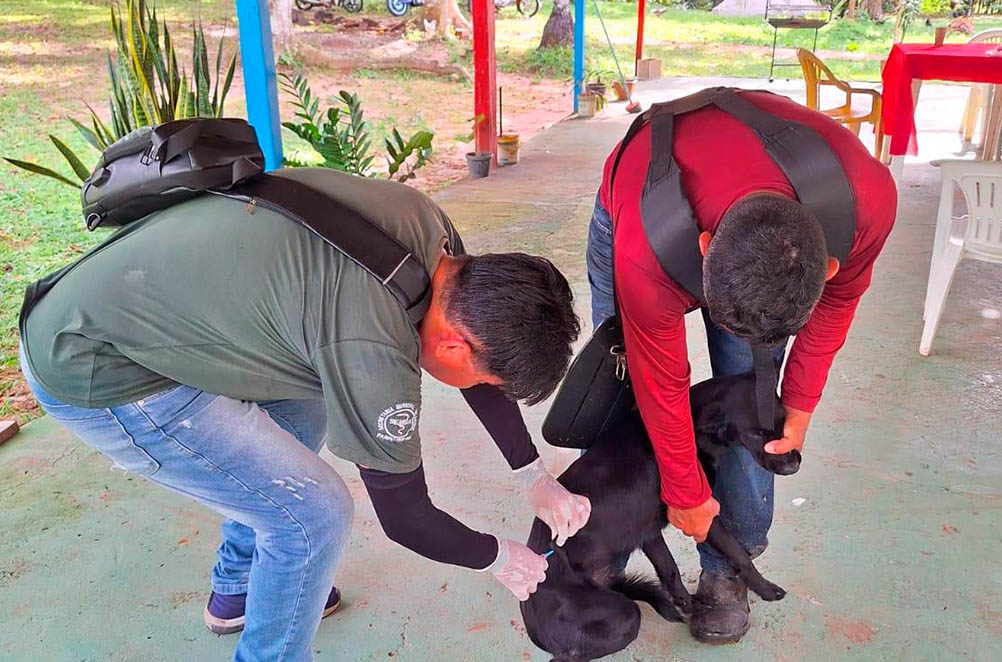 Parintins recebe campanha da Vacinação Animal