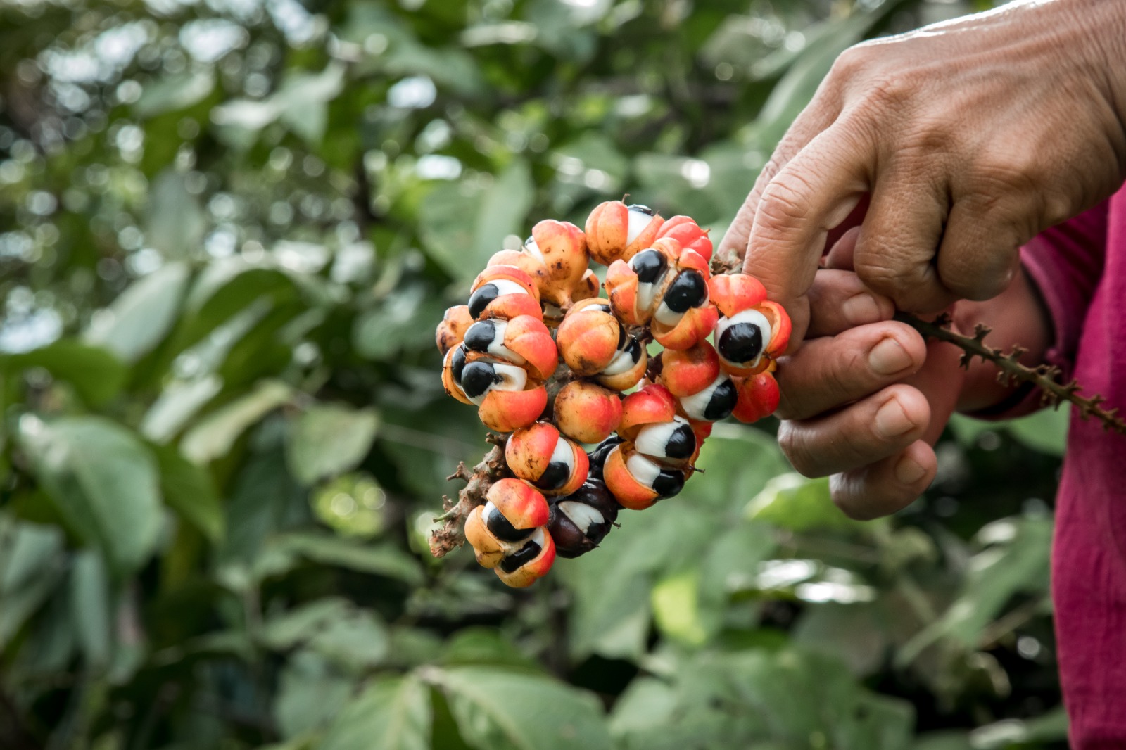 Agricultores impulsionam cultivo de guaraná no Amazonas com o apoio da Coca-Cola Brasil