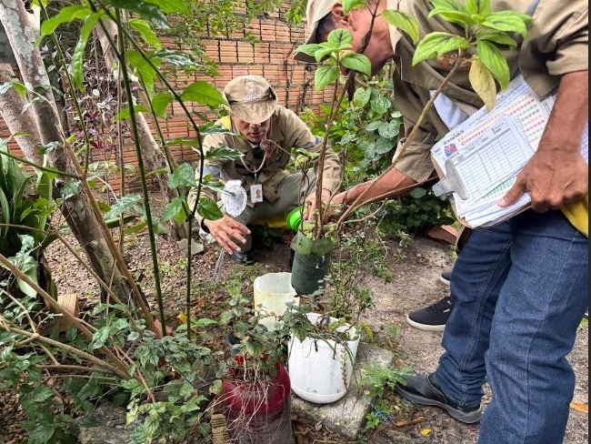 Manaus adotará nova estratégia para monitorar incidência do mosquito da dengue