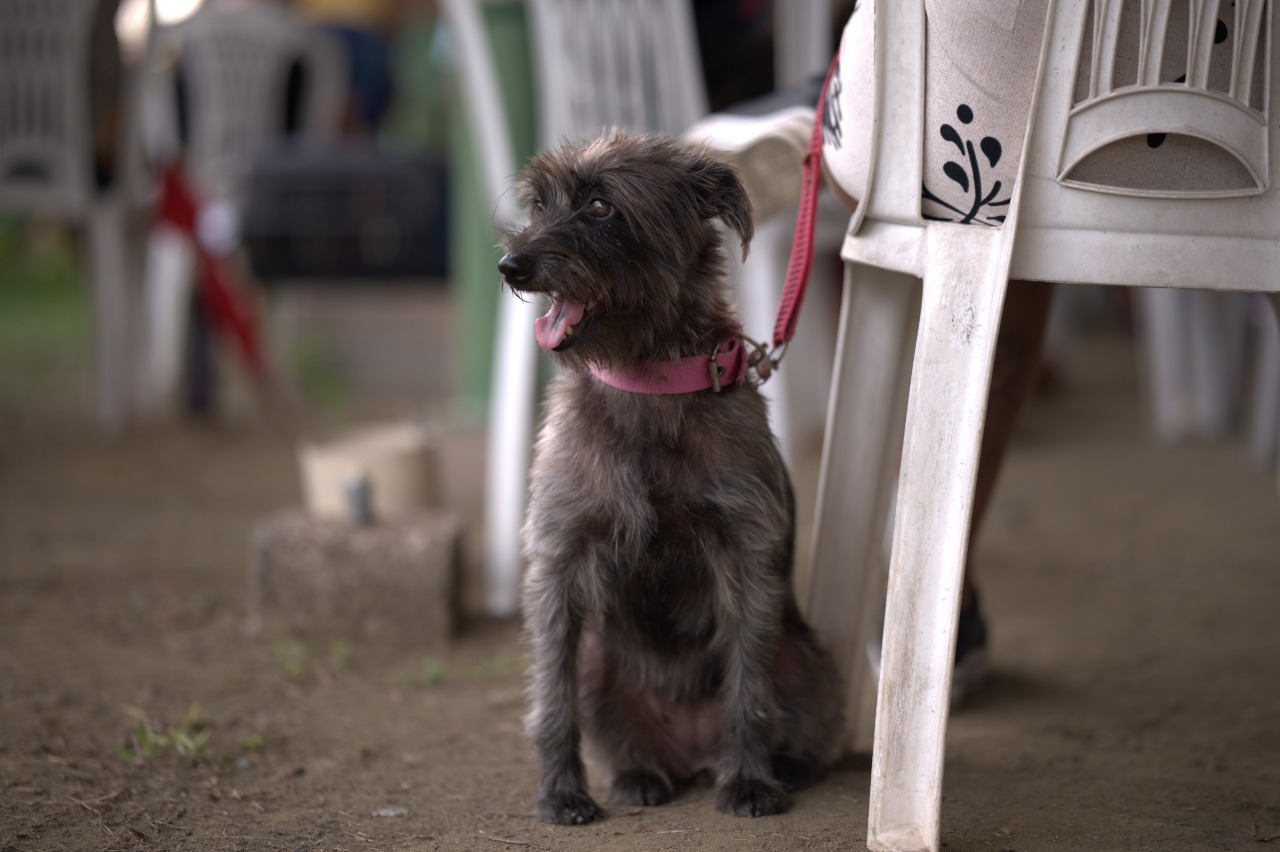 Sepet inicia agendamento de castrações gratuitas na zona leste de Manaus
