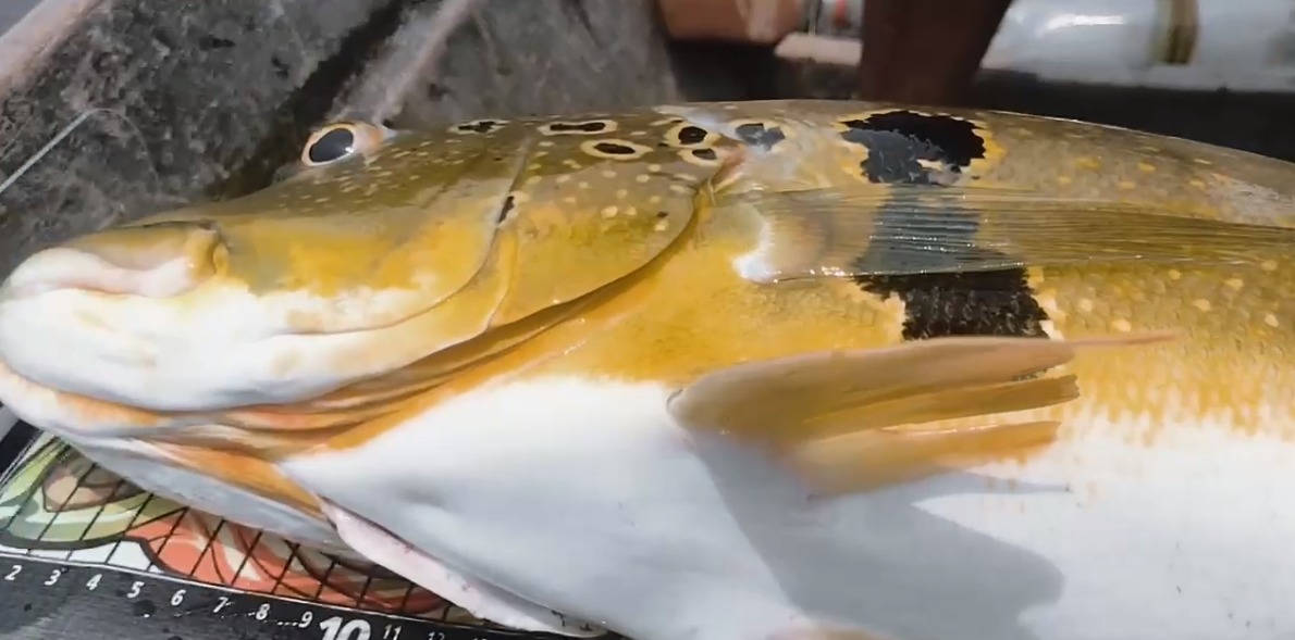 Tucunaré pescado em Boa Vista do Ramos é um dos maiores da espécie encontrada na região