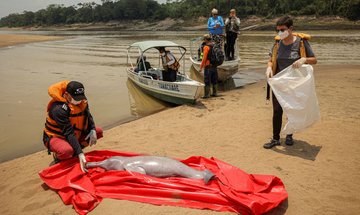 Para evitar mortes de botos, trechos quentes do Lago Tefé serão isolados