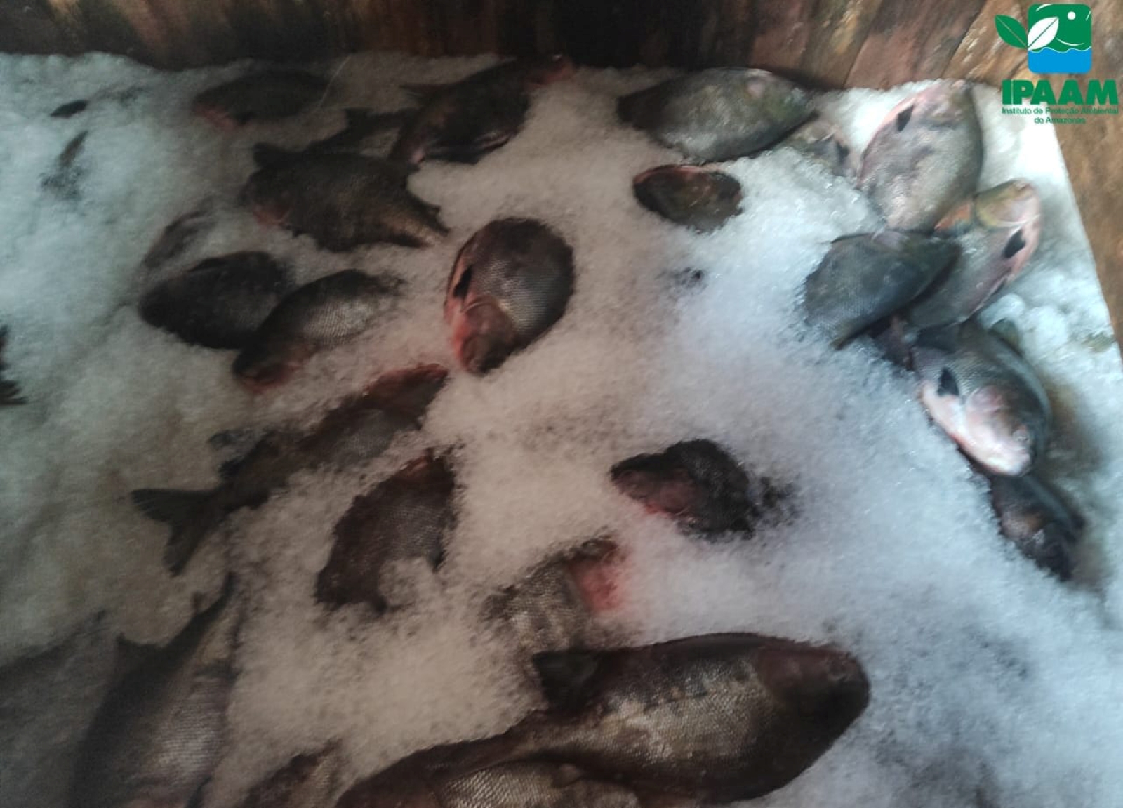 Ipaam e Batalhão Ambiental apreendem cinco toneladas de peixe sem documentação no Educandos
