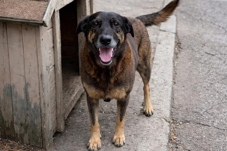 Saiba que sanções podem ser aplicadas a jovens que mataram cão Orelha