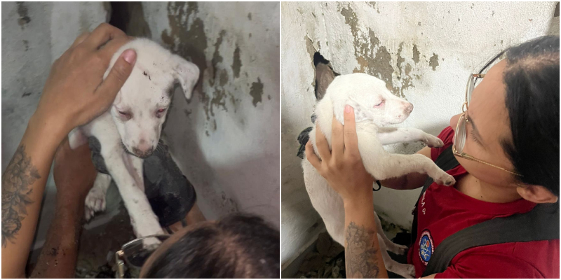 Bombeiros resgatam filhote de cachorro preso em buraco na parede no Coroado