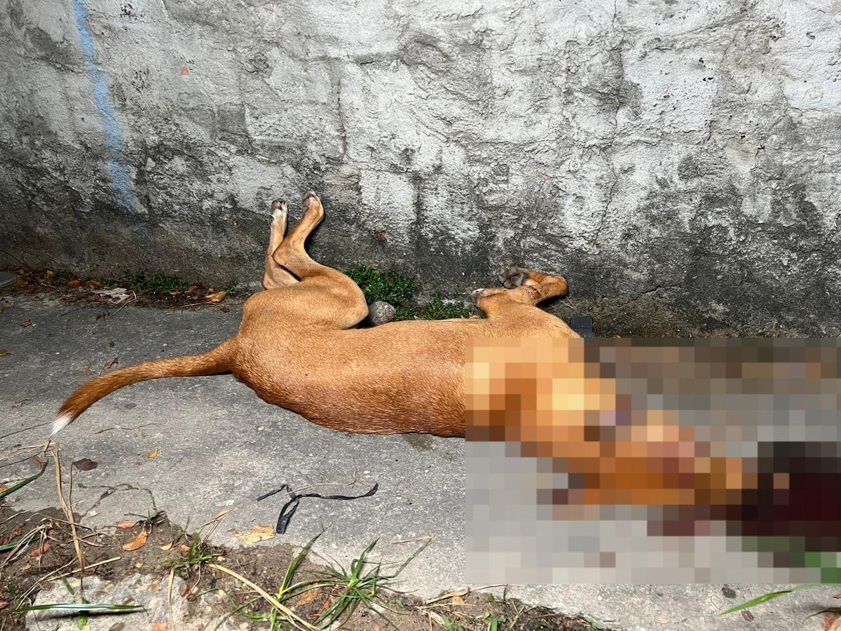MPAM apura caso do policial que atirou na cabeça de cachorro em Manaus