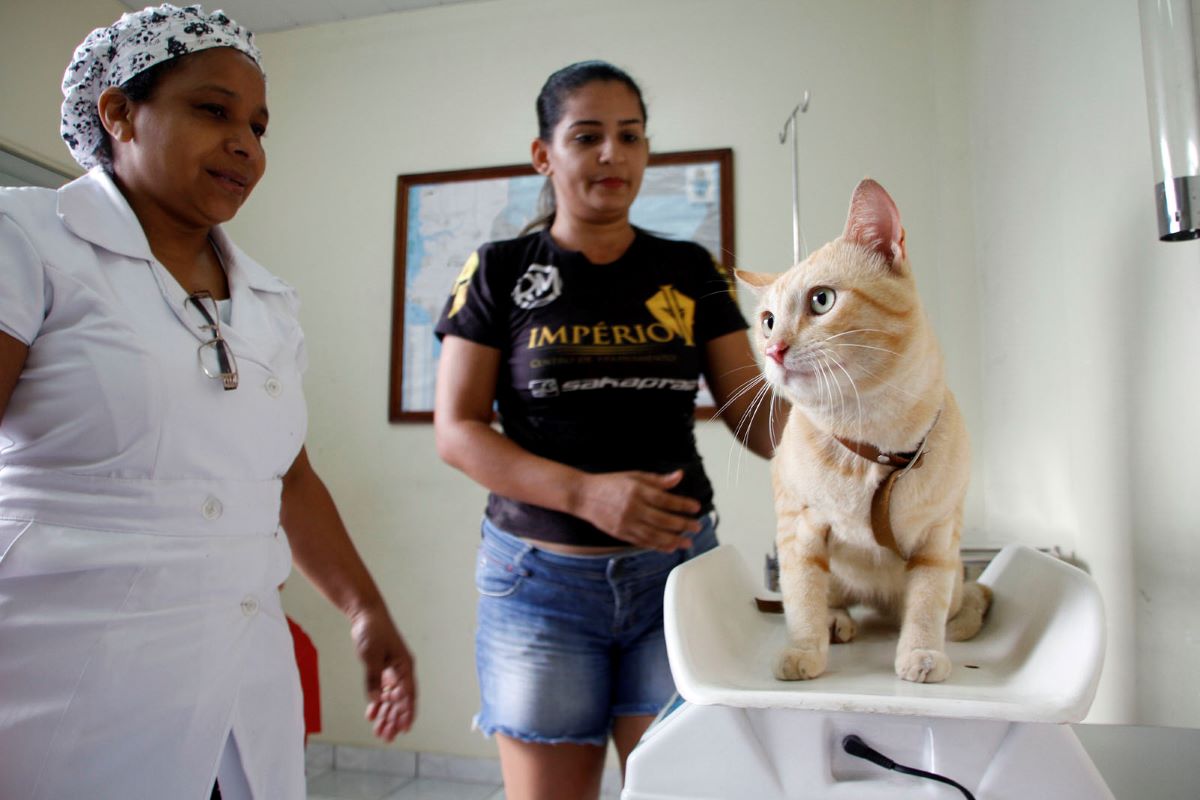 Serviço de castração em Manaus abre vagas para agendamento na quarta-feira (15)