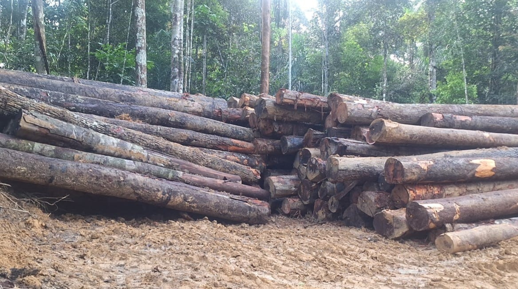 Ipaam aplica R$ 740 mil em multas por crimes ambientais na Região Metropolitana