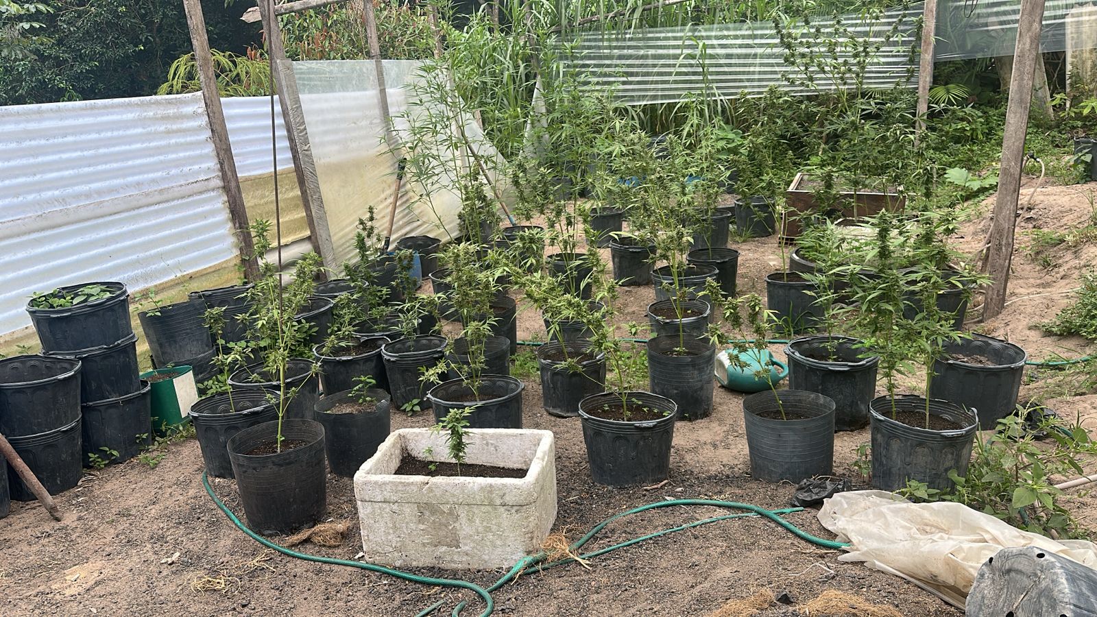 Polícia descobre plantação com 50 pés de maconha em chácara no bairro Tarumã