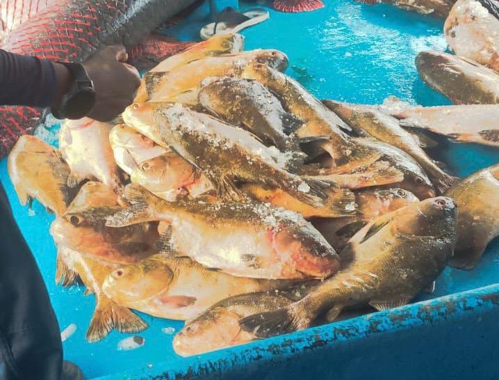 Mais de duas toneladas de pescado irregular são apreendidas em embarcação