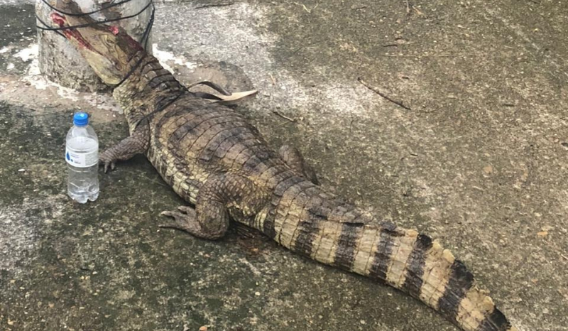 Vídeo: Filhote de jacaré é encontrado em rua do bairro Parque 10