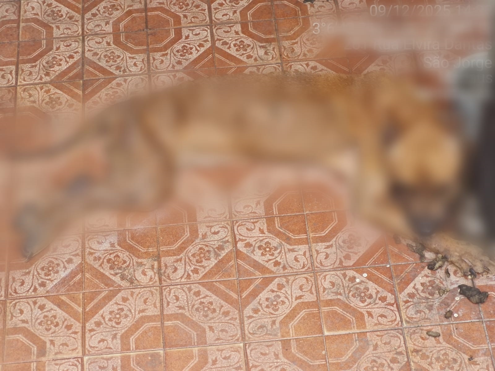 Homem é preso por maus-tratos contra cão no bairro São Jorge