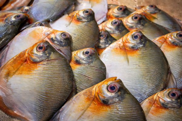 Três casos de doença de Haff são confirmados em Itacoatiara em 2025