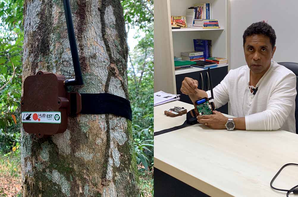 Projeto Curupira, da UEA, vai ajudar no combate à derrubada de árvores