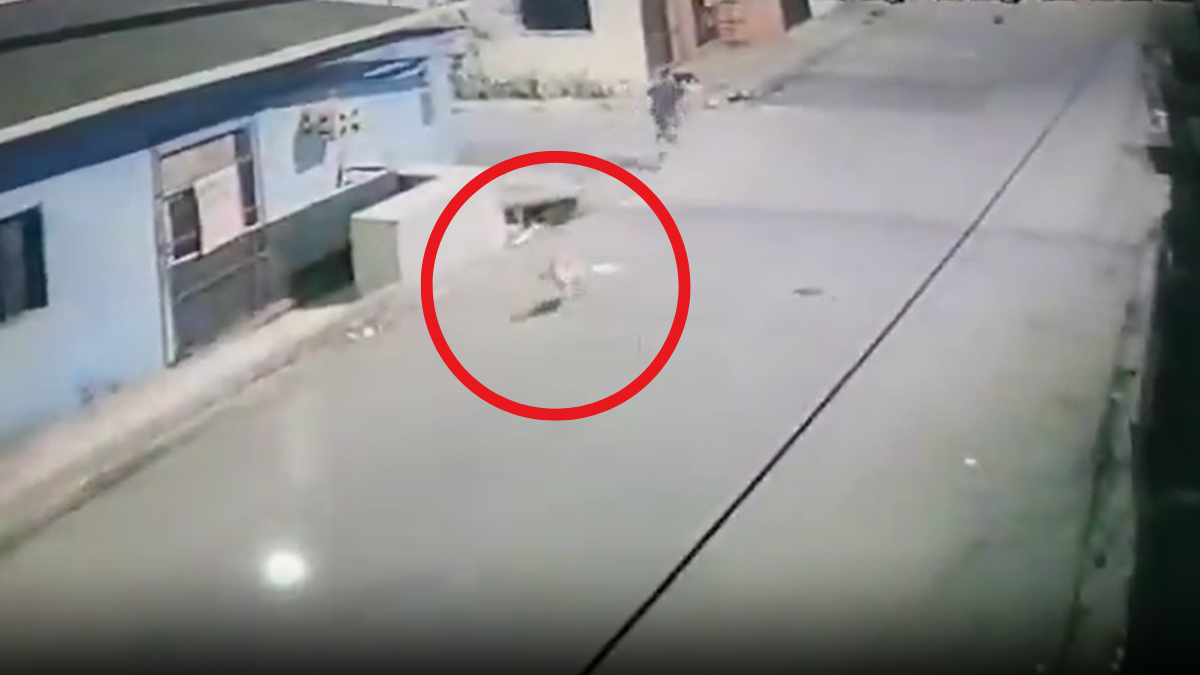 Câmera flagrou quando homem esfaqueou cadela grávida em Manaus