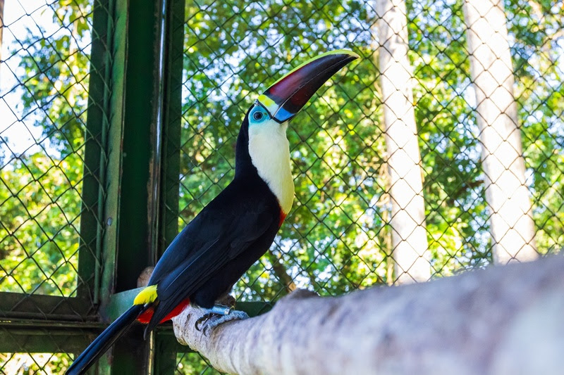 Primeira soltura devolve aves silvestres à natureza em projeto do Grupo Atem e Ibama