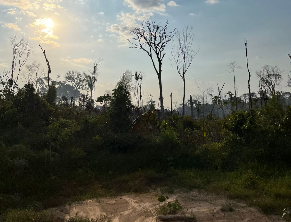 Pai e filho são investigados por incêndios florestais em Manicoré