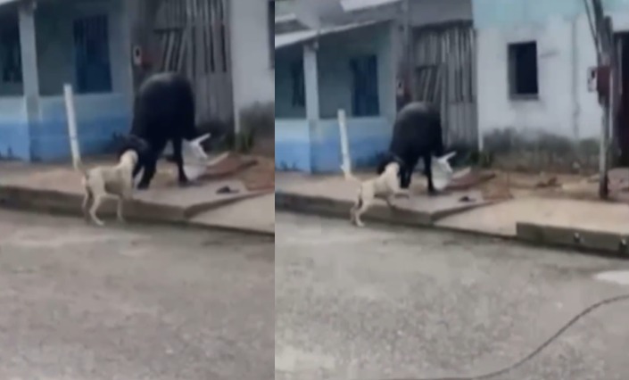 Vídeo: búfala foge de abate, invade casa e assusta moradores no AM