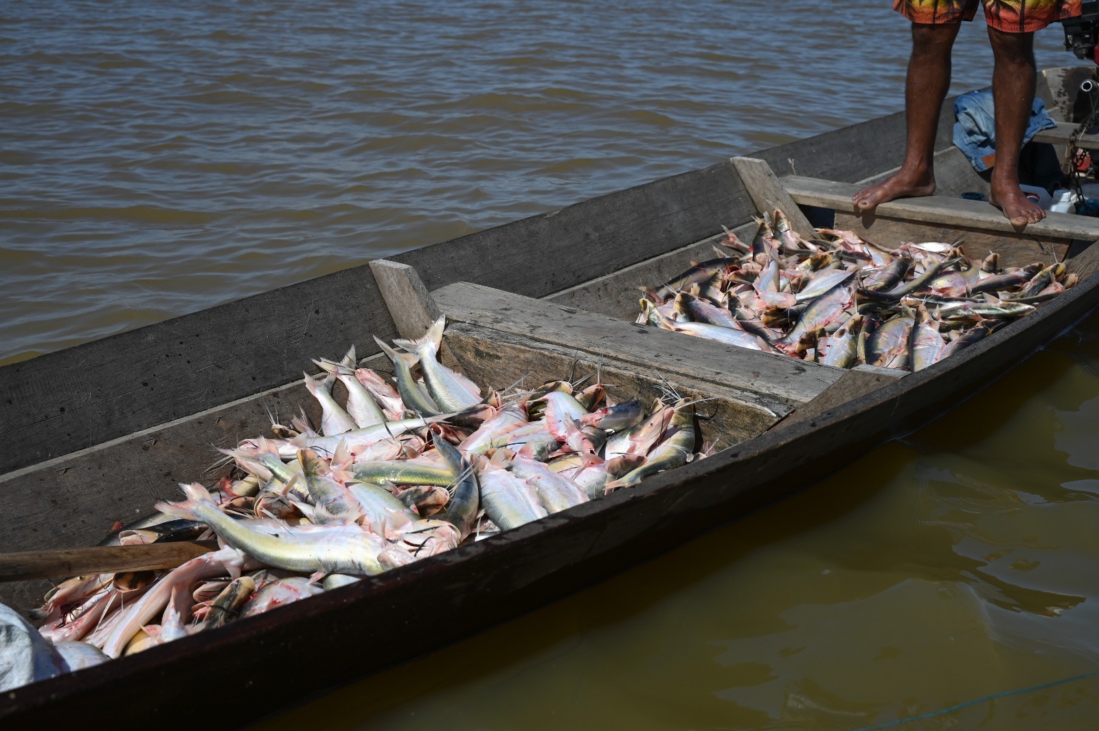Pesca do mapará 2026 mobiliza mais de mil pescadores no Careiro da Várzea