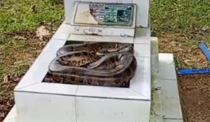Vídeo: cobra é encontrada sobre túmulo no cemitério Tarumã