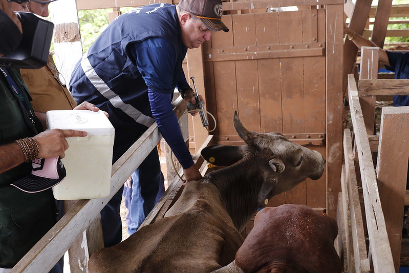 Amazonas tem status internacional ‘livre de aftosa’ sem vacinação