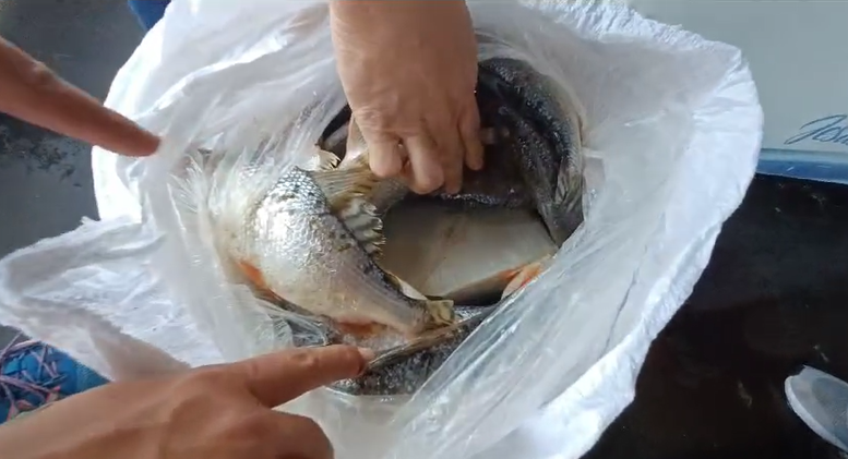 Vídeo: dois quilos de skunk são encontrados dentro de saco com peixes