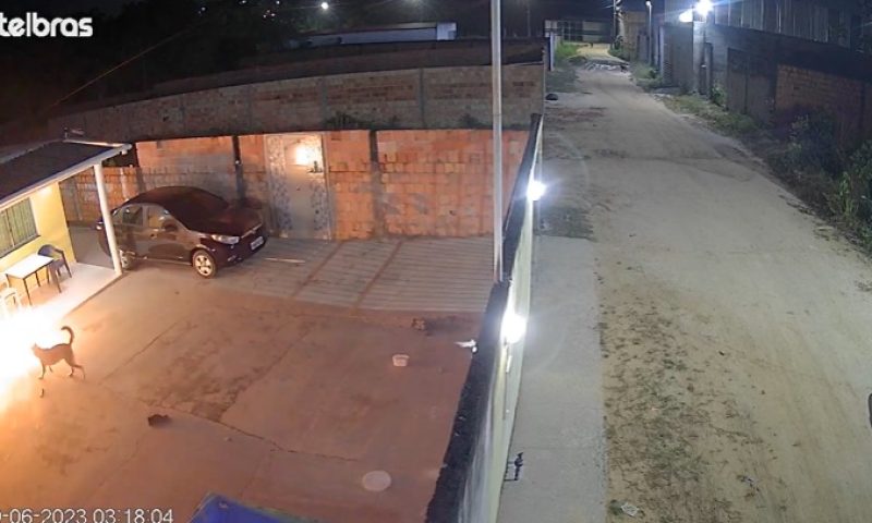 Vídeo: cão fica ferido após homem jogar granada em terreno de casa