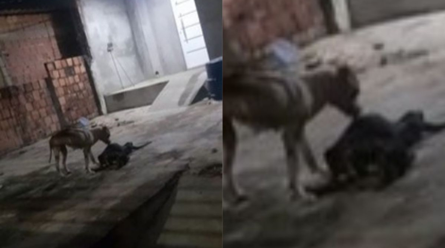 Abandonada, cadela comeu cachorro morto para sobreviver em Manaus