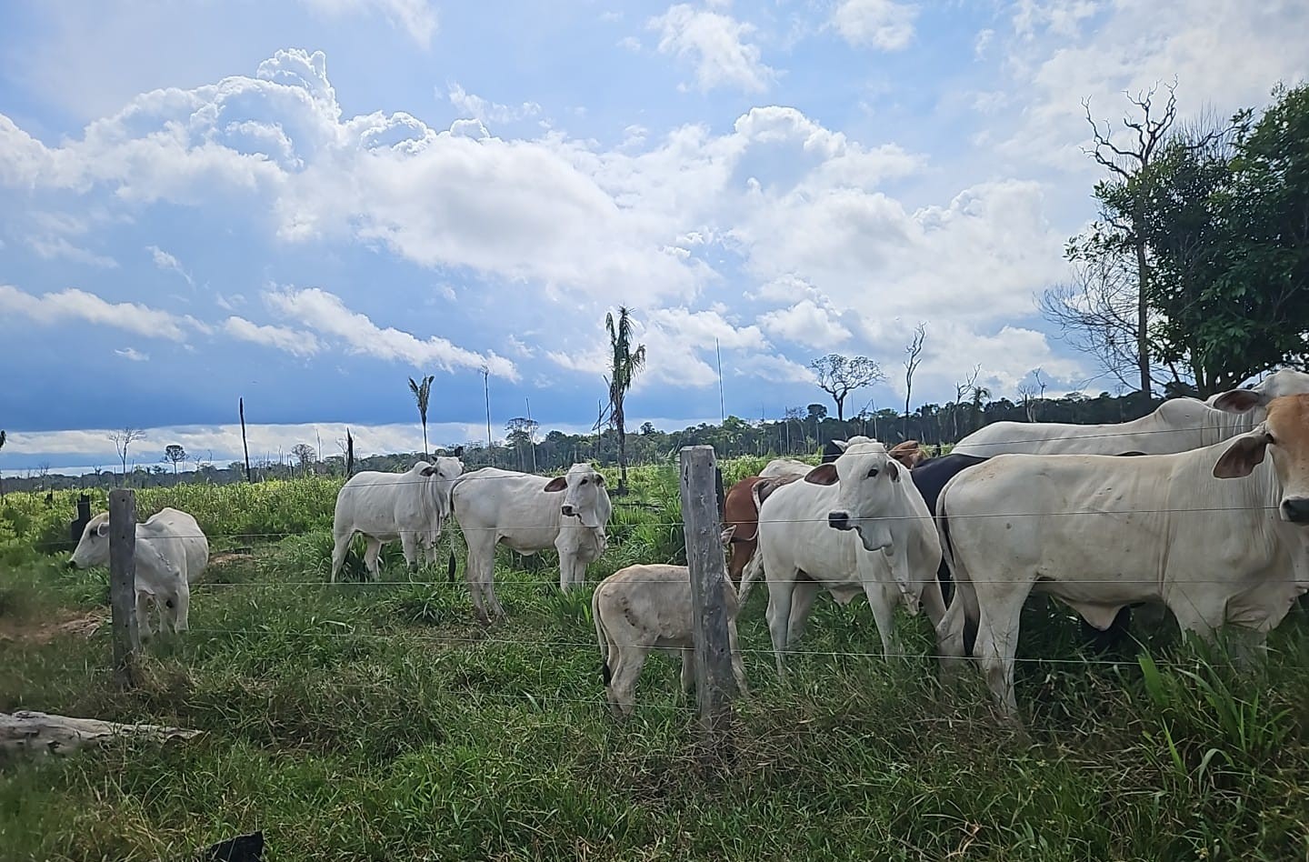 Operação aplica mais de R$ 930 mil em multas por criação ilegal de gado no AM