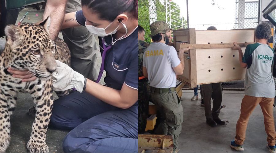 Vídeo: Filhote de onça-pintada resgatado no interior do AM recebe cuidados do Ibama em Manaus