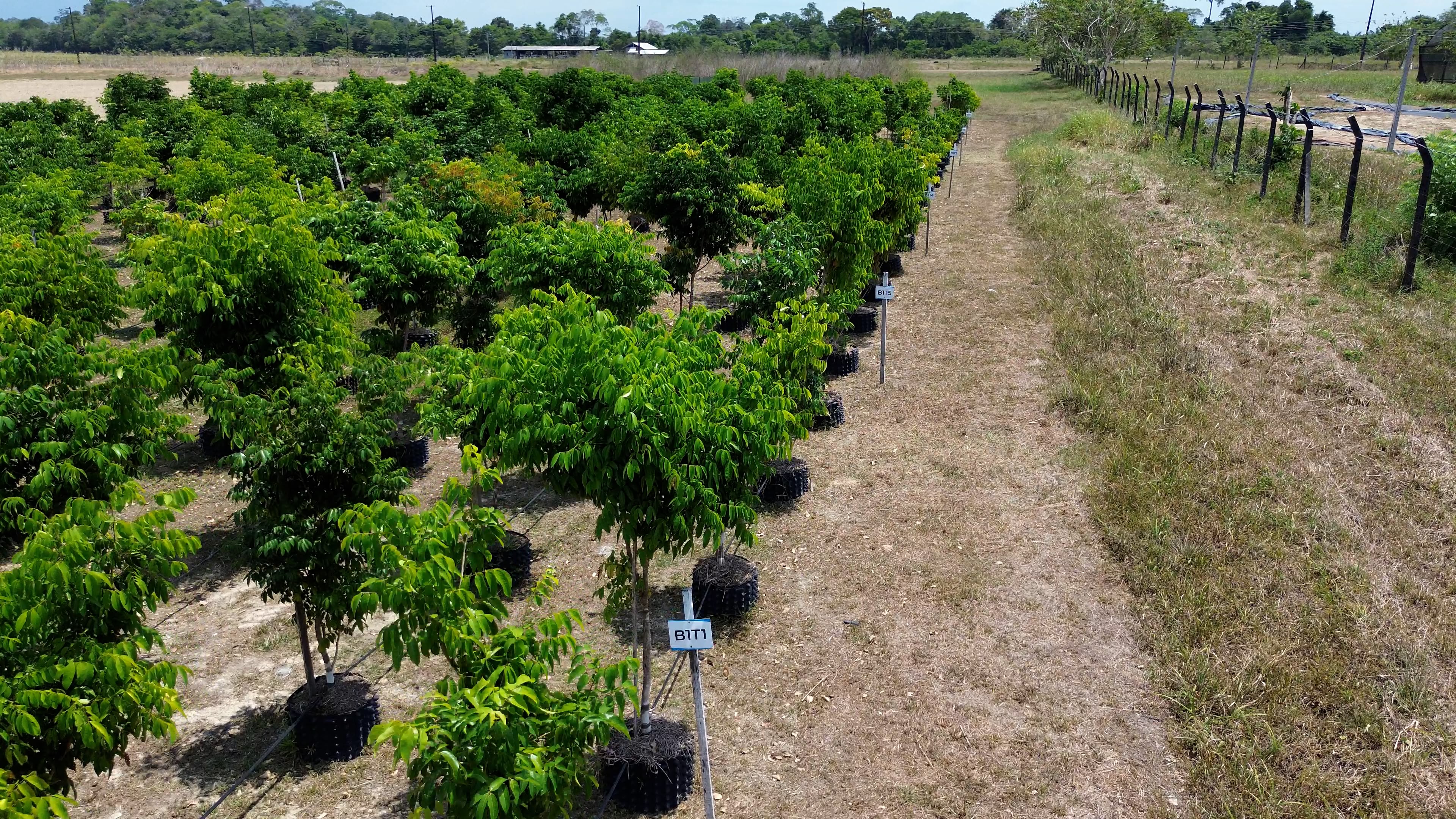 Projeto apoiado por Amom pretende combater o desmatamento e as mudanças climáticas
