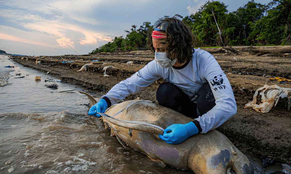 Mais duas carcaças de botos são encontradas no Lago Tefé, no Amazonas