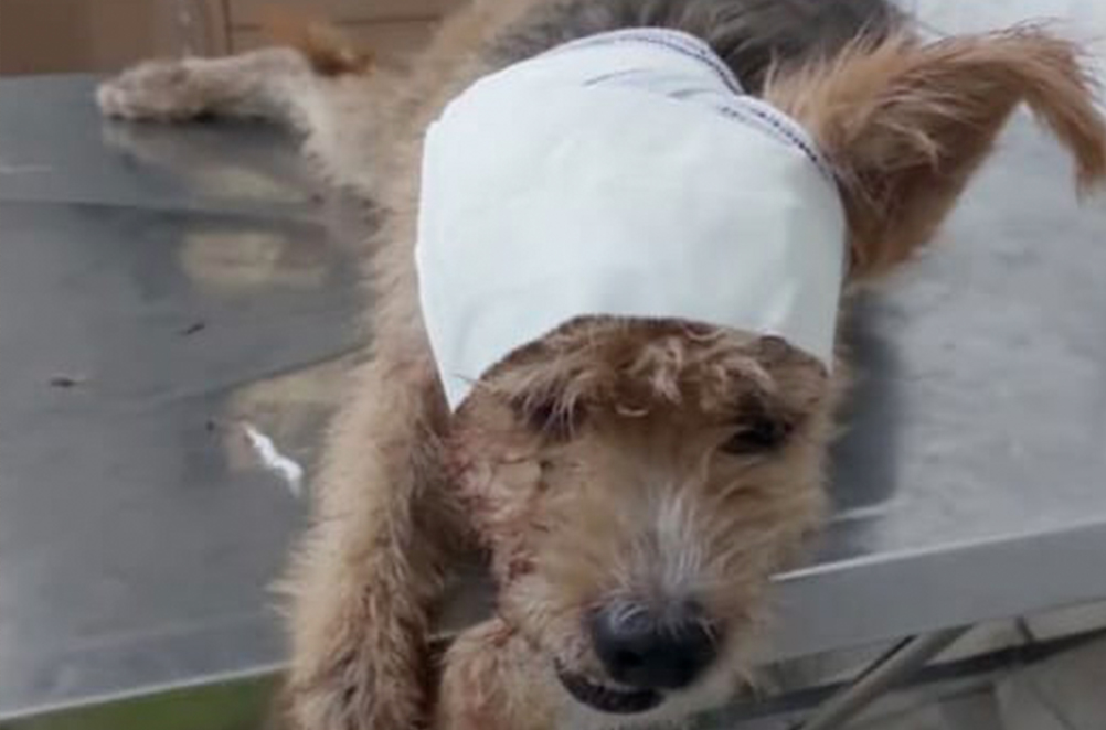 Vídeo: mulher tentar matar cadela a facadas em Manaus