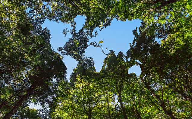 Conferência Internacional sobre Direito Climático será realizado em Manaus