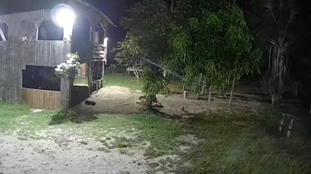 Vídeo mostra onça tentando atacar cachorro em Rio Preto da Eva