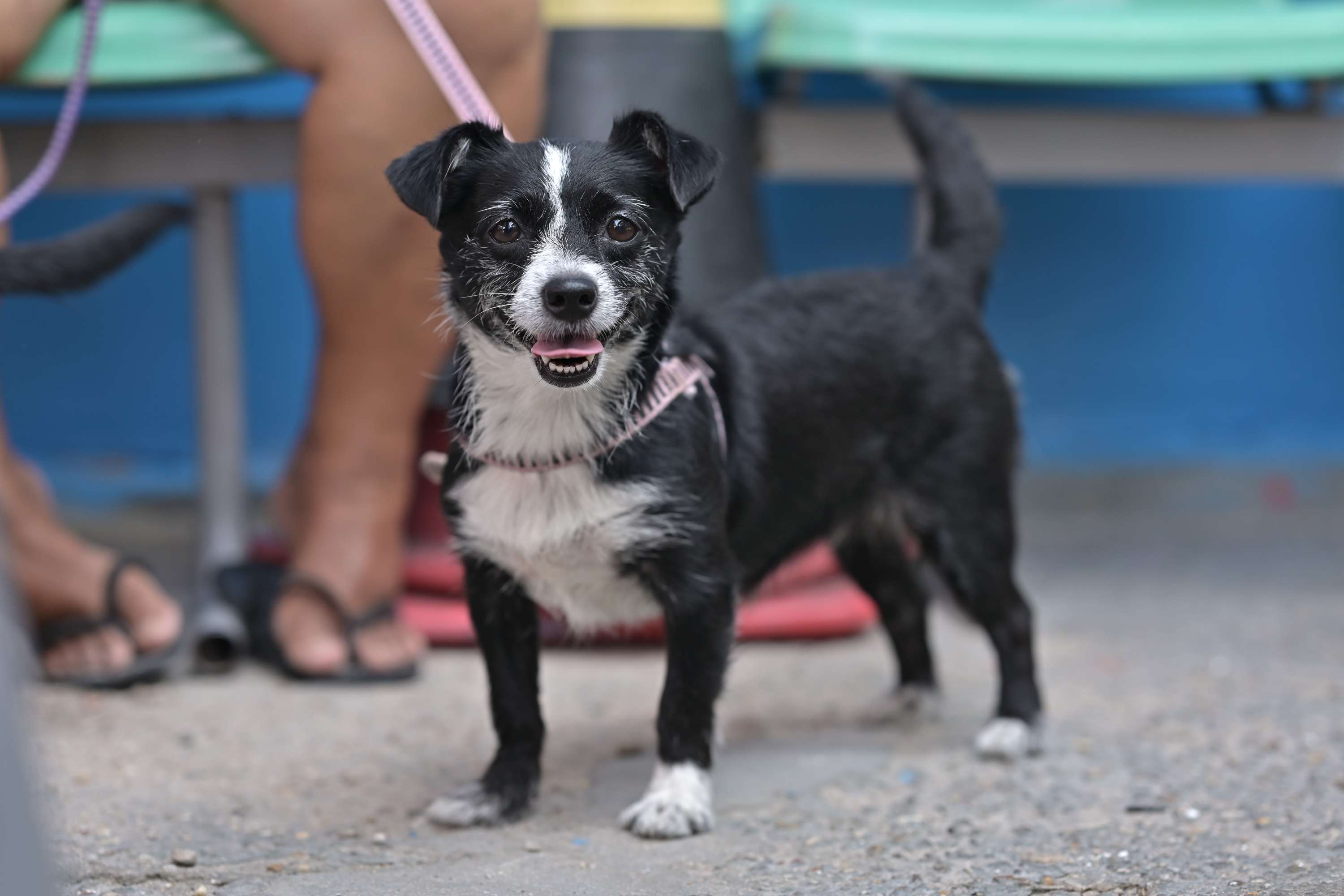 Sepet anuncia agendamento para castração e vacinação de animais no Nova Cidade, em Manaus