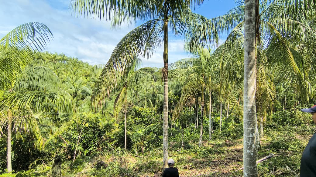 Projeto vai estruturar a cadeia do açaí nativo e ampliar renda em Tapauá