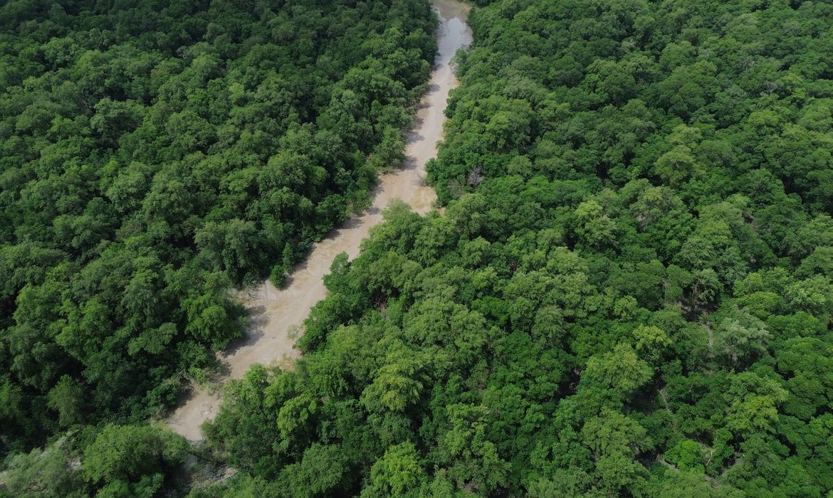 No Dia da Amazônia, campanha pede que eleitor vote por floresta em pé