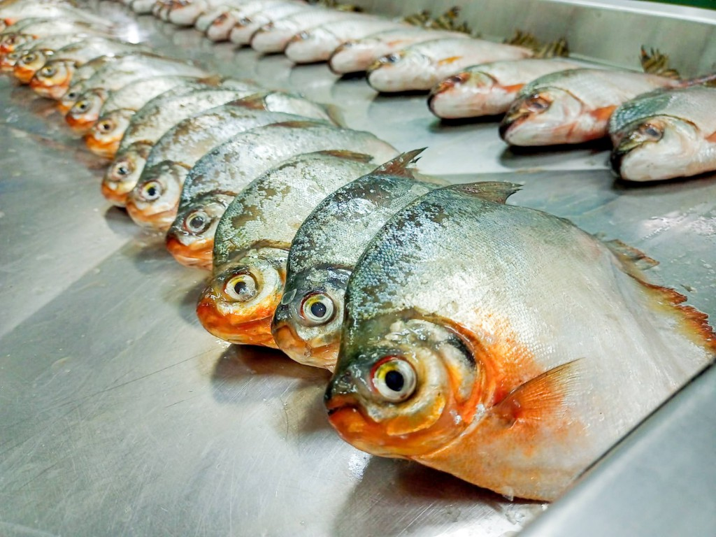 Doença da urina preta volta a ser registrada no Amazonas: saiba como se proteger