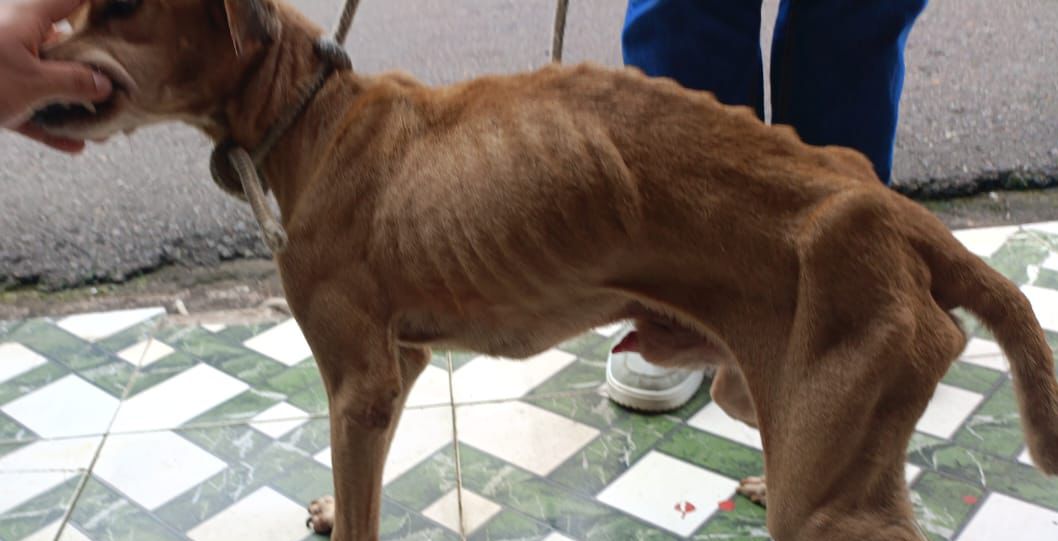 Mulher é presa em flagrante por maus-tratos a cachorro caramelo em Manaus