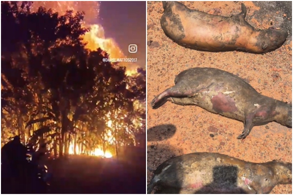 Amom Mandel cobra ação urgente contra incêndios em Caapiranga