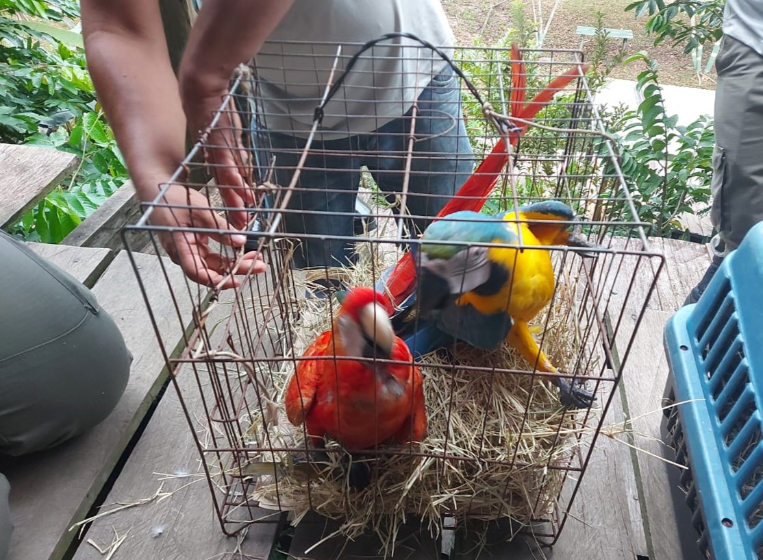 Ipaam apreende mais de 20 animais silvestres utilizados como atração turística no AM