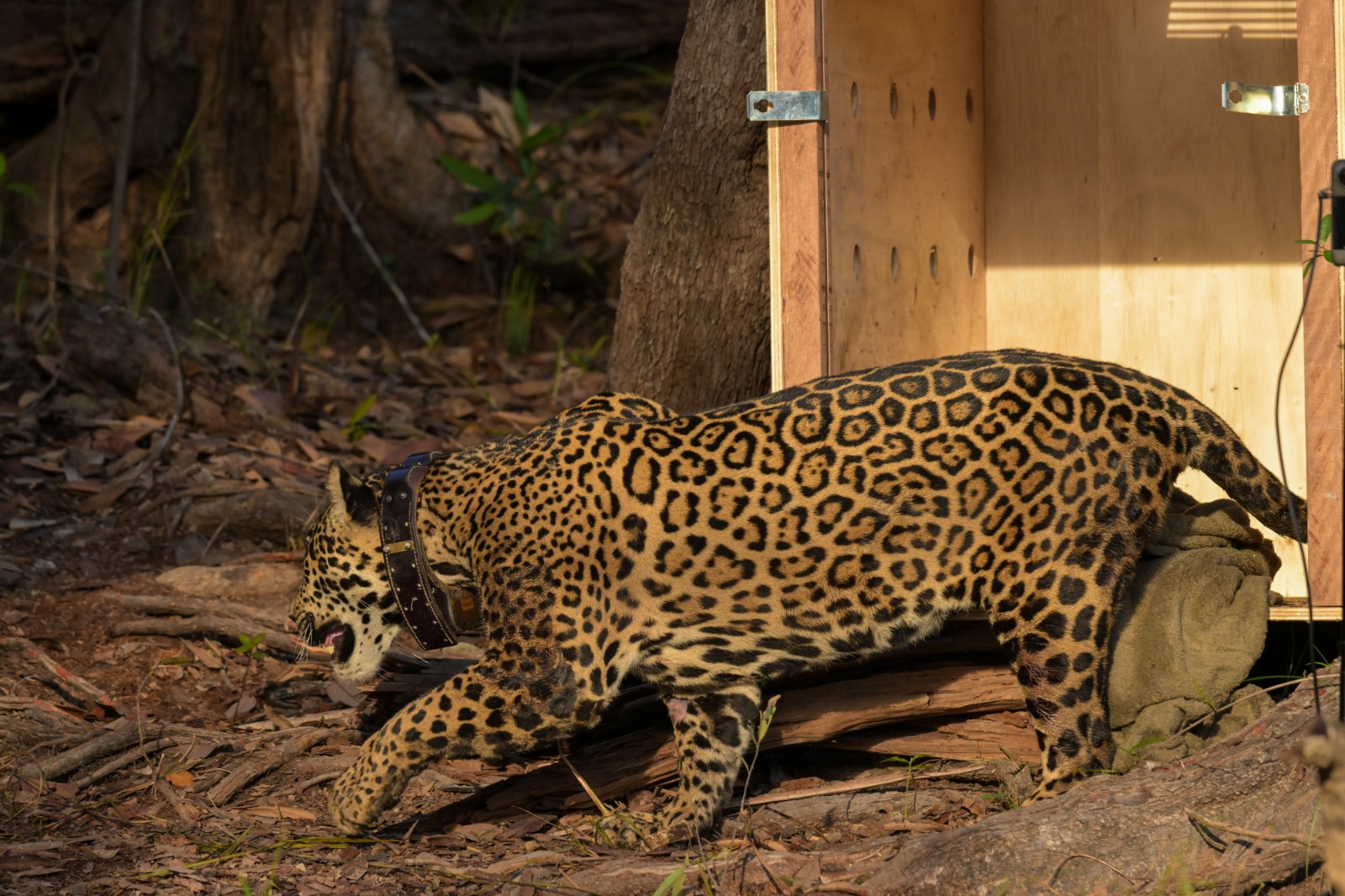 Onça-pintada resgatada no meio do Rio Negro é devolvida à natureza no AM