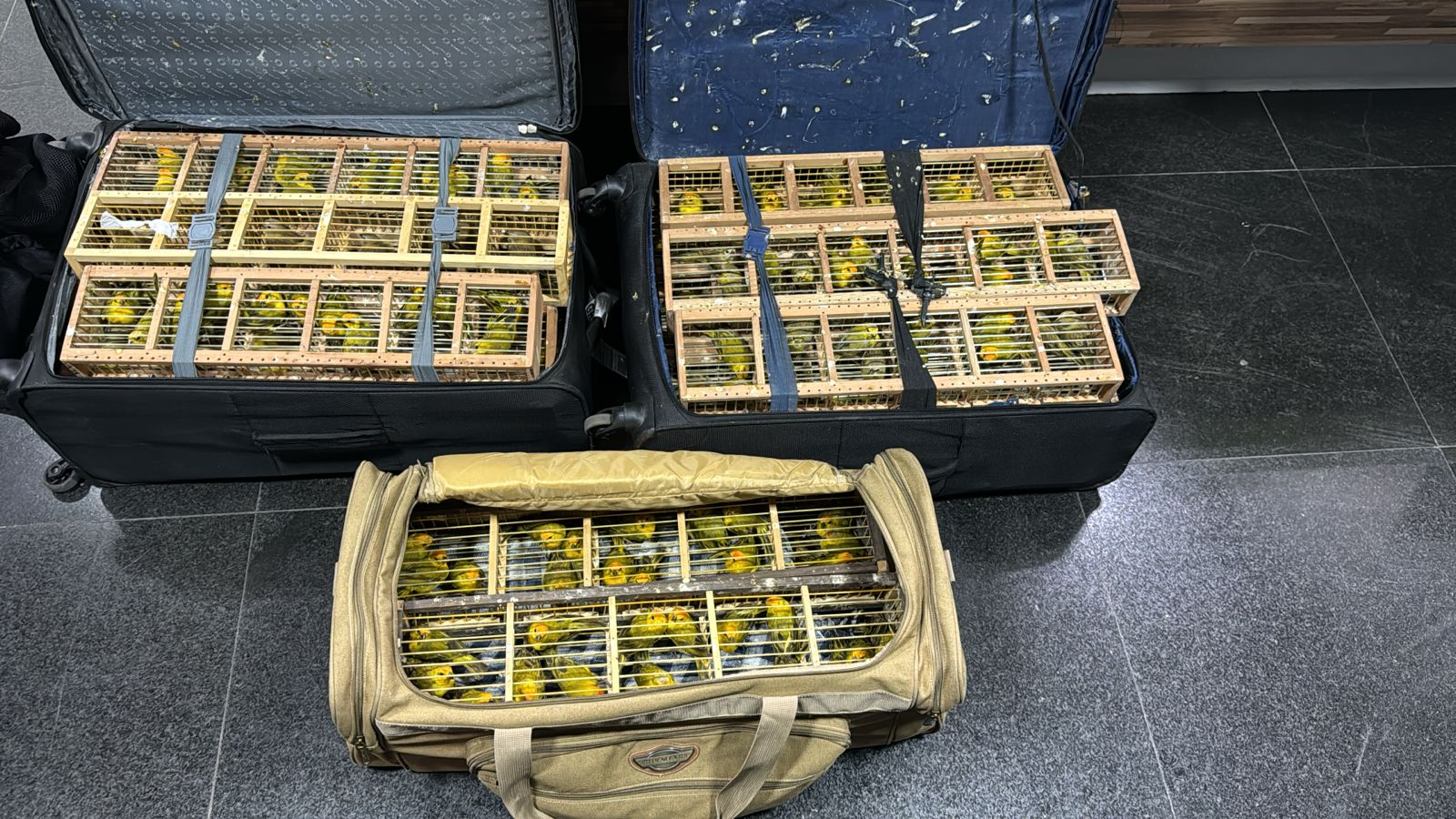 Vídeo: PF resgata mais de 300 pássaros em malas no Aeroporto de Manaus