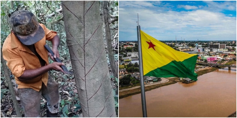 Sangue de Dragão: seiva amazônica pode ser aliada no tratamento de queloides e cicatrizes