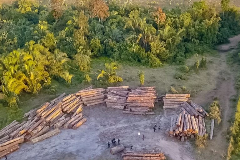 Desmatamento na Amazônia cai 61,4% em maio de 2026