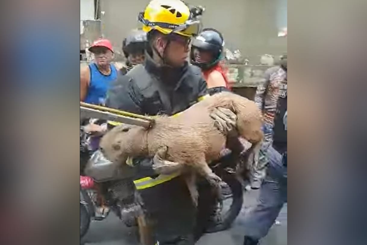 Vídeo: motociclista atropela capivara de quase 50 kg em rua de Manaus