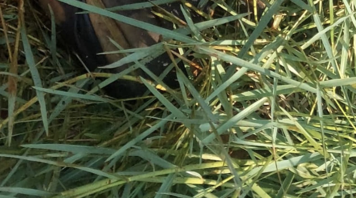 Imagem forte: Com arma de brinquedo, homem é achado sem vida no Amazonas